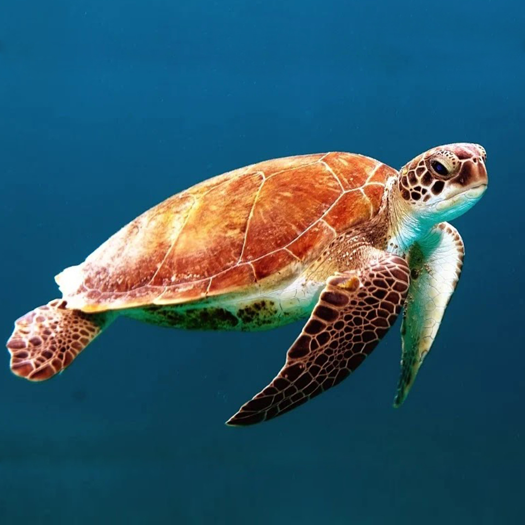 seychelles-voyage-de-noces-plongée-tortue-de-mer