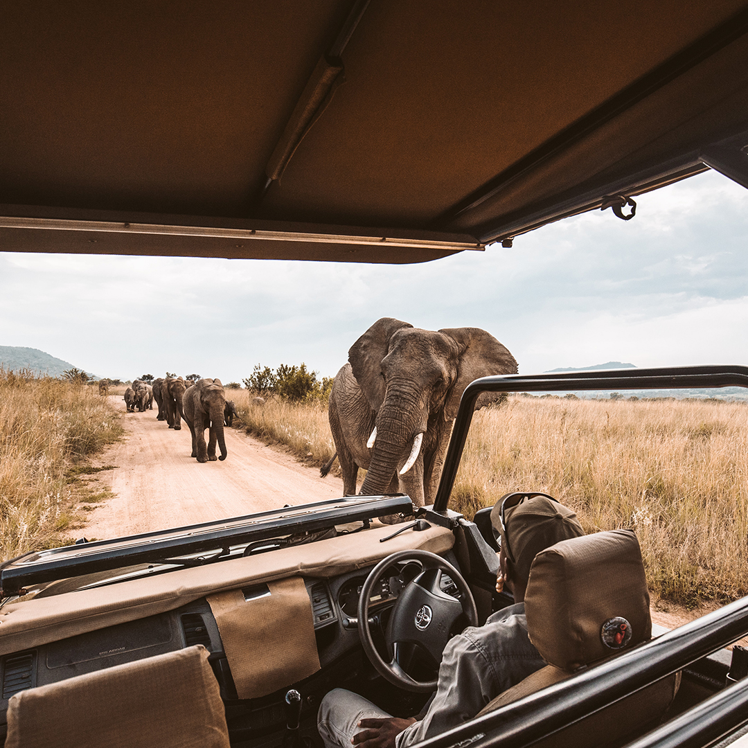 tanzanie-voyage-de-noces-safari-voiture