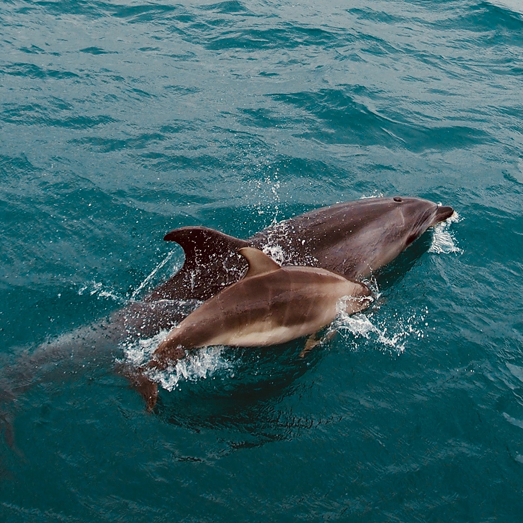 nouvelle-zelande-voyage-de-noces-dauphins