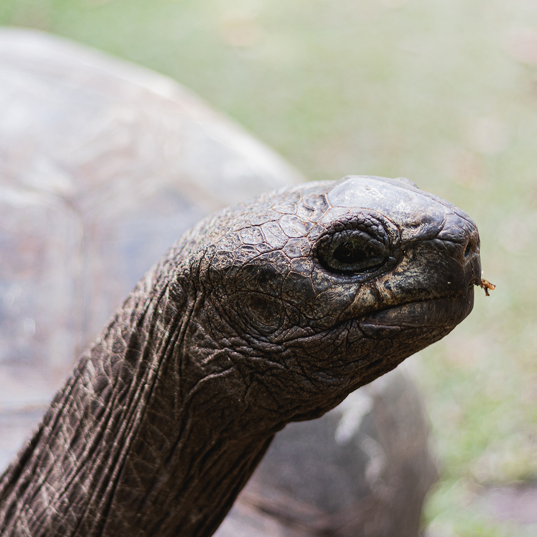 seychelles-voyage-de-noces-tortue