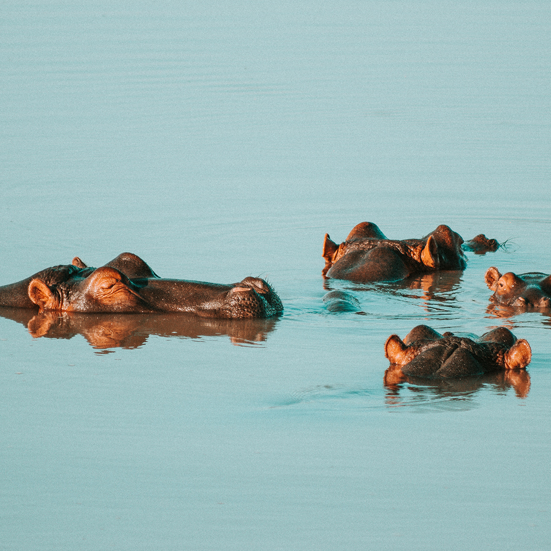 tanzanie-voyage-de-noces-hippopotames