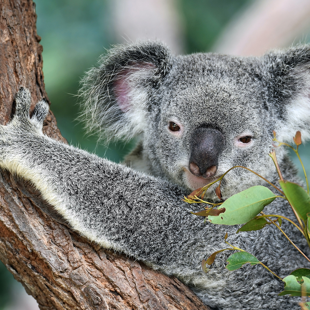 Australie-Voyage-de-noces-Koala